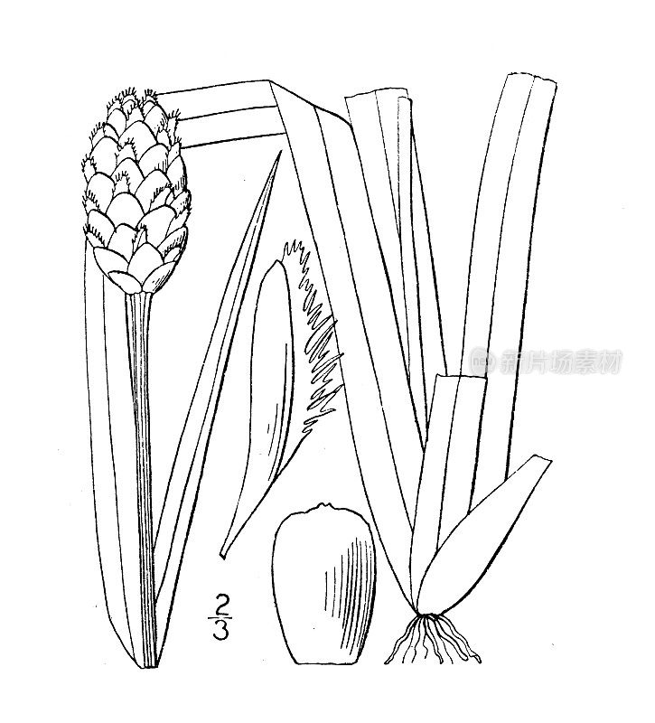 古植物学植物插图:Xyris frimbiata，流苏黄眼草
